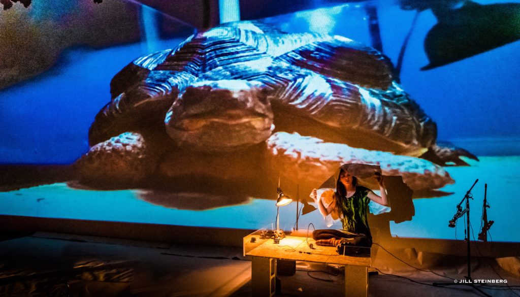 Tortoise on Video