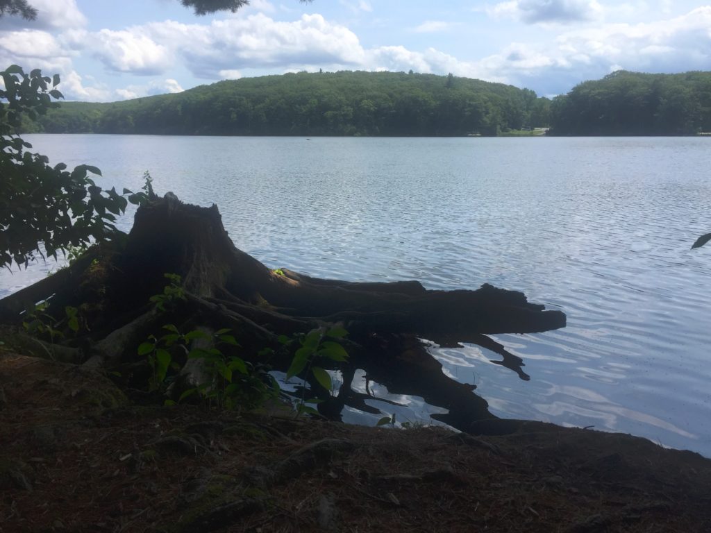 Tree Stump at Edge of Water at Benedict Pond