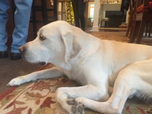 Yellow Lab, Hanging Out